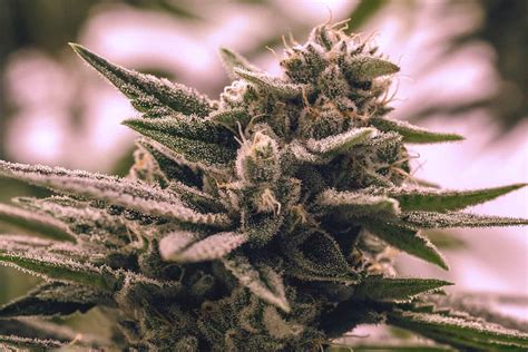 What it lacks in a sophisticated flavor profile it more than makes up for with its powerful THC concentrations and deep, long-lasting highs. . How many gorilla glue strains are there